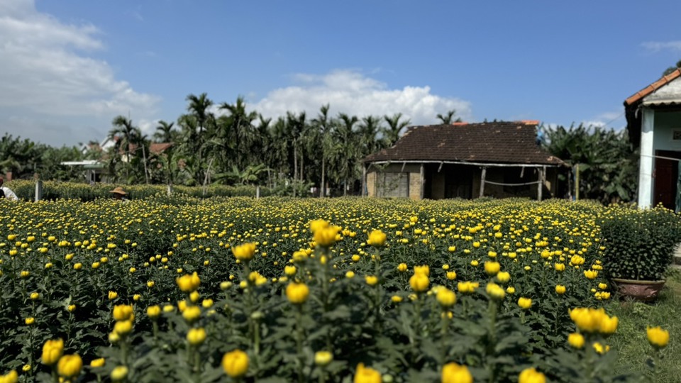 Đến thời điểm n&agrave;y, hầu hết c&aacute;c nh&agrave; vườn ở Nghĩa Hiệp đ&atilde; b&aacute;n gần hết hoa.