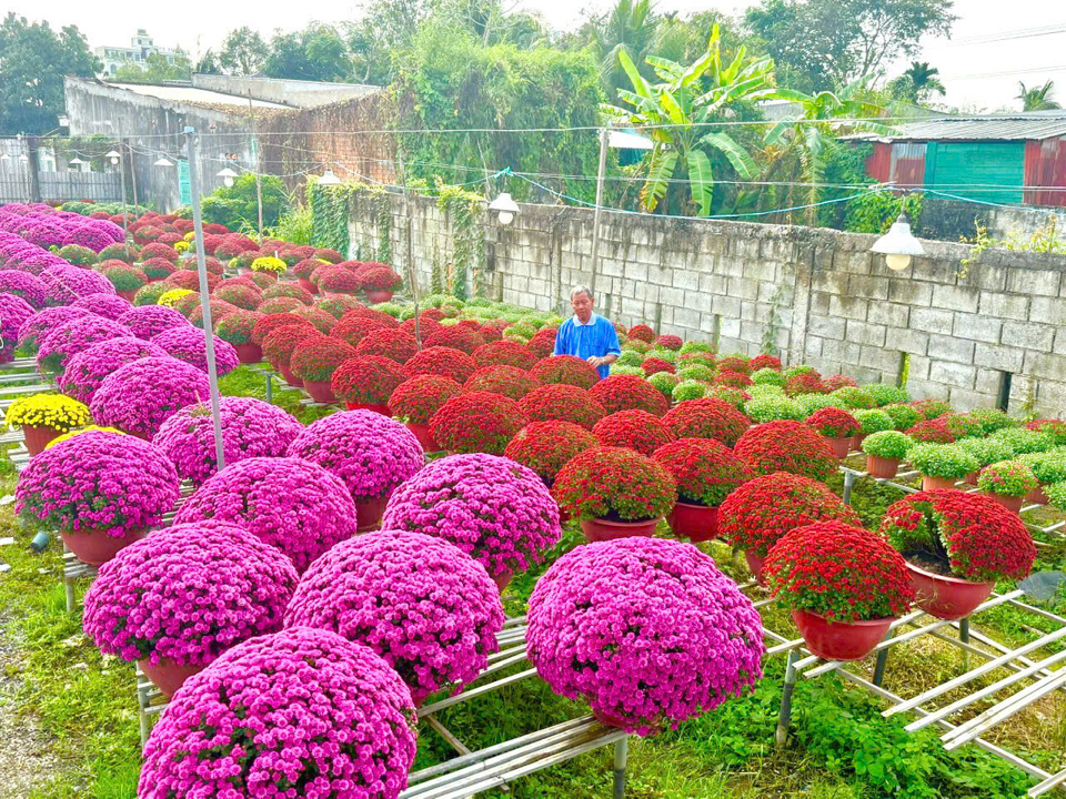 &Ocirc;ng Đo&agrave;n Hữu Bốn, Ph&oacute; Chủ nhiệm L&agrave;ng hoa kiểng Ph&oacute; Thọ - B&agrave; Bộ đang chuẩn bị hoa giao cho kh&aacute;ch.