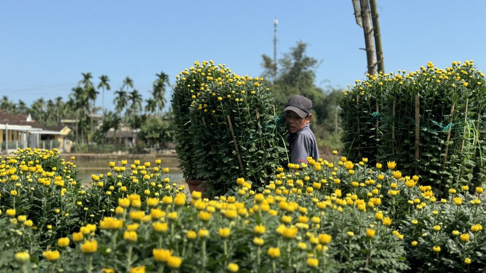 Vụ hoa Tết mang lại cho người d&acirc;n x&atilde; Nghĩa Hiệp khoản thu nhập lớn nhất trong năm.