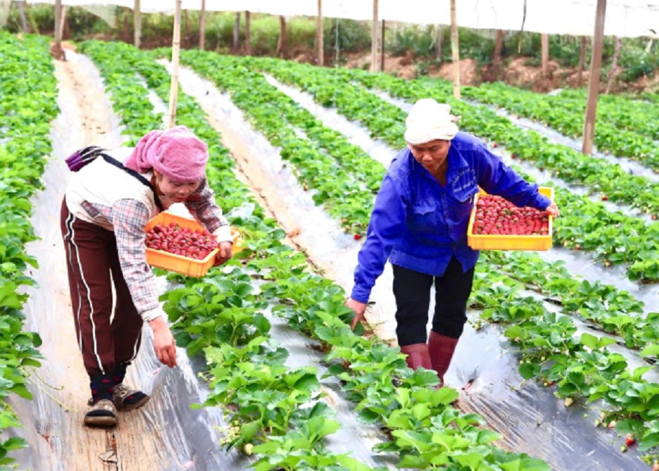 Người d&acirc;n Mộc Ch&acirc;u tập trung chăm s&oacute;c, n&acirc;ng cao chất lượng d&acirc;u t&acirc;y.