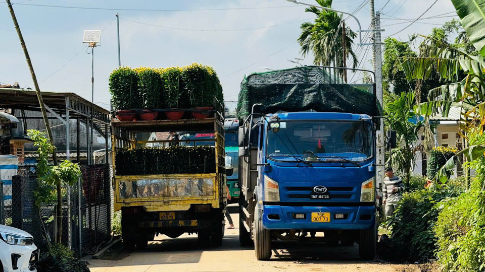 Những ng&agrave;y n&agrave;y,&nbsp;l&agrave;ng hoa Nghĩa Hiệp (x&atilde; Nghĩa Hiệp, huyện Tư Nghĩa, tỉnh Quảng Ng&atilde;i) tấp nập xe tải từ c&aacute;c nơi đổ về để "ăn h&agrave;ng".