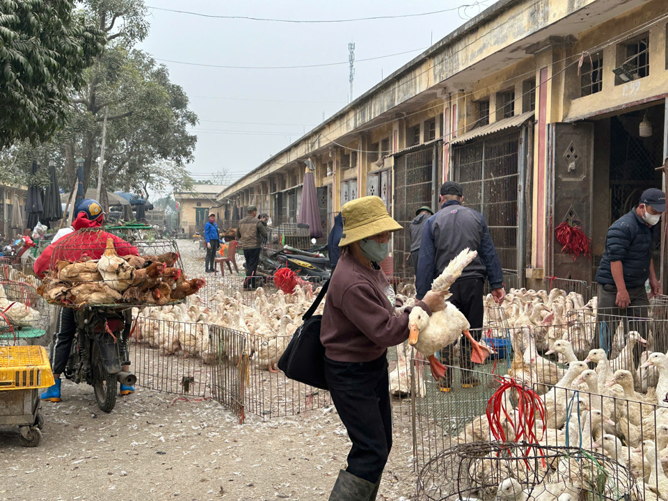 Tiểu thương giao dịch mua b&aacute;n gia cầm s&aacute;ng 20/1.