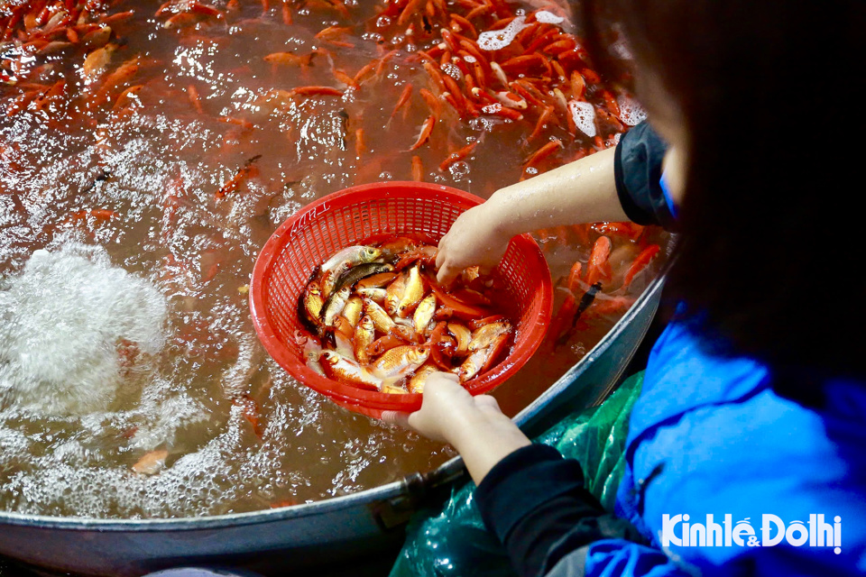 "C&aacute; ch&eacute;p đỏ loại 1 năm nay c&oacute; gi&aacute; 120.000 - 150.000 đồng/kg, loại 2 gi&aacute; 60.000 - 90.000 đồng/kg. Nếu người mua kh&ocirc;ng lựa chọn v&agrave; mua theo c&acirc;n th&igrave; c&oacute; gi&aacute; 120.000 đồng/kg" - thương l&aacute;i chia sẻ.