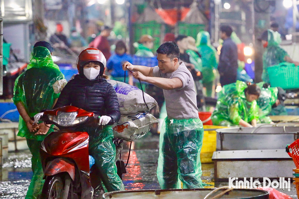 Khung cảnh tập nập, nhộn nhịp của c&aacute;c tiểu thương vận chuyển c&aacute; v&agrave;ng đi ph&acirc;n phối cho c&aacute;c đại l&yacute; b&aacute;n lẻ to&agrave;n H&agrave; Nội.