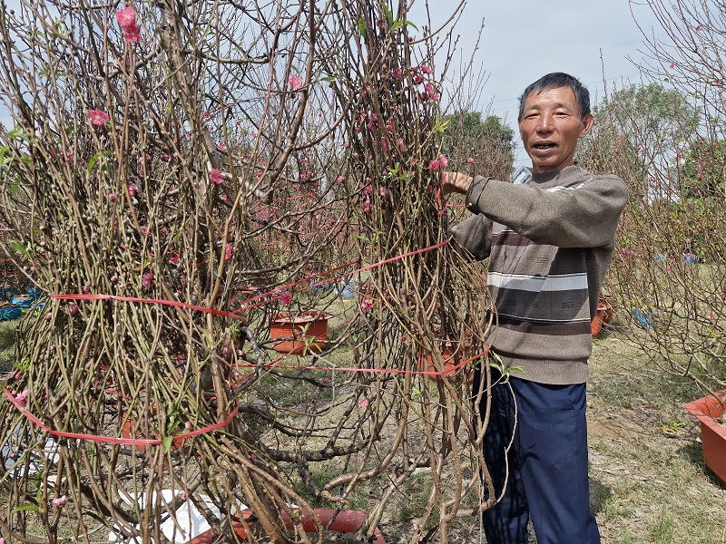 Qua khảo s&aacute;t hoa đ&agrave;o gi&aacute; b&aacute;n giao động từ 1,5-2 triệu đồng/ c&acirc;y; ri&ecirc;ng c&acirc;y hoa đ&agrave;o cổ thụ c&oacute; gi&aacute; từ 10-15 triệu đồng/ c&acirc;y, phụ thuộc v&agrave;o h&igrave;nh d&aacute;ng, nụ hoa v&agrave; một số yếu tố kh&aacute;c