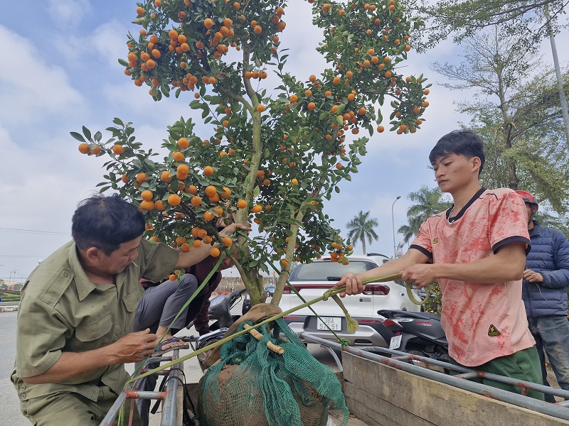 &ldquo;Mấy ng&agrave;y nay người mua hoa, c&acirc;y cảnh về trưng Tết chưa nhiều, chủ yếu c&ograve;n đi ngắm hoa, chụp ảnh, tham khảo gi&aacute; b&aacute;n. Dự kiến, sau ng&agrave;y l&agrave;m việc cuối c&ugrave;ng của năm sức mua sẽ tăng l&ecirc;n, bởi l&uacute;c đ&oacute; người l&agrave;m nh&agrave; nước hoặc người đi l&agrave;m ăn xa trở về qu&ecirc; hương mới c&oacute; thời gian mua sắm&rdquo;, anh Trần Ngọc &Aacute;nh- chủ hộ kinh doanh hoa Tết ở TP H&agrave; Tĩnh chia sẻ