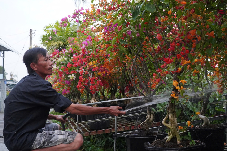 Những chậu hoa của &ocirc;ng Trung khoe sắc, chờ kh&aacute;ch trong những ng&agrave;y cận Tết. Ảnh NC