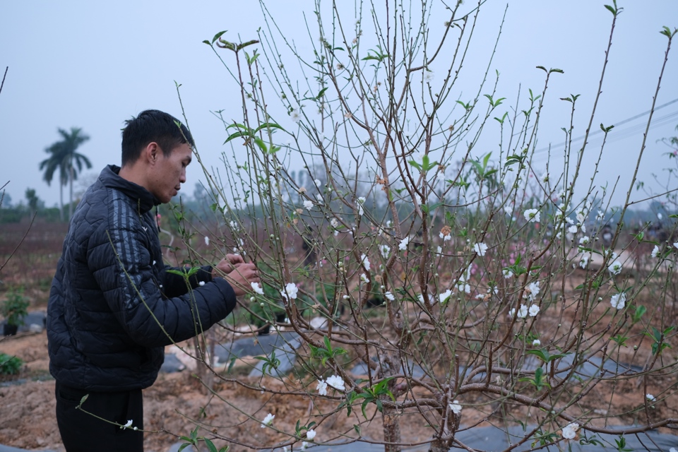 Đ&agrave;o hoa trắng đ&ograve;i hỏi kỹ thuật chăm s&oacute;c khắt khe hơn so với c&aacute;c loại kh&aacute;c. Ảnh: Sỹ H&agrave;o.&nbsp;