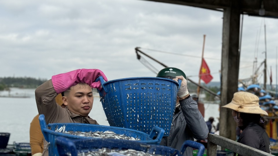 C&aacute; cơm mang lại thu nhập cao cho ngư d&acirc;n.