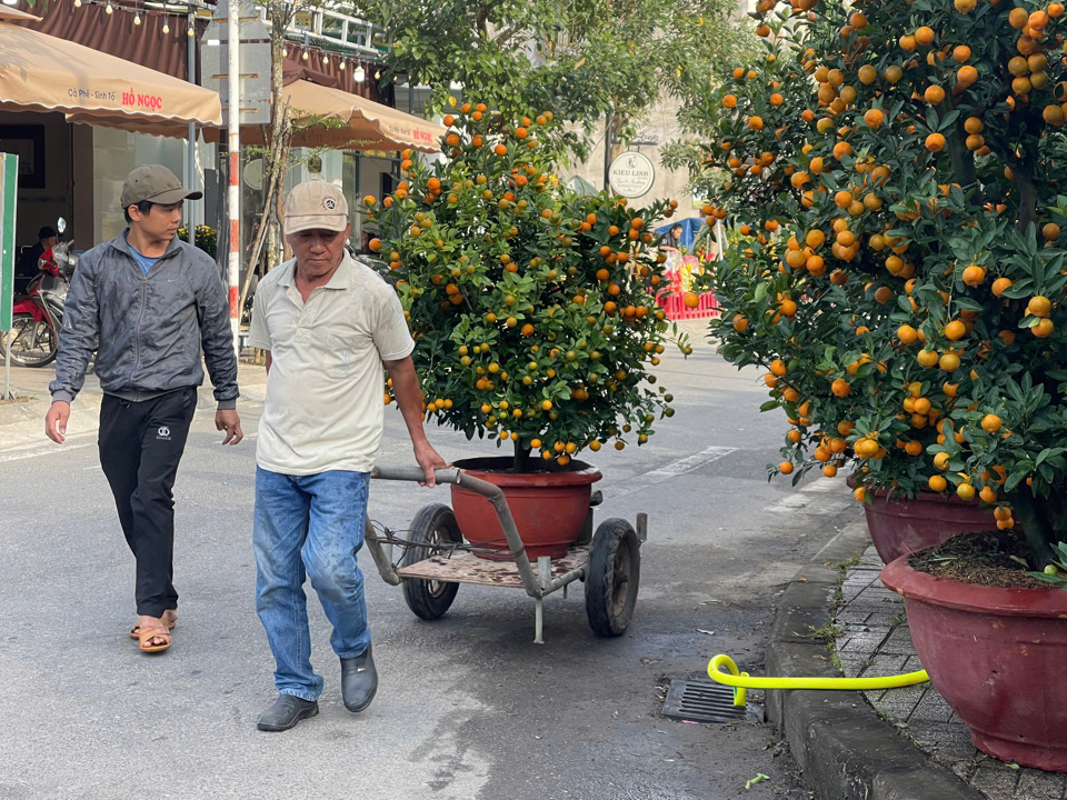 TP Quảng Ng&atilde;i bố tr&iacute; ph&acirc;n l&ocirc; trưng b&agrave;y, b&aacute;n hoa, c&acirc;y cảnh tại 9 tuyến đường trong khu đ&ocirc; thị Ngọc Bảo Vi&ecirc;n v&agrave; khu vực l&acirc;n cận, thuộc địa phận 2 phường Nghĩa Lộ, Ch&aacute;nh Lộ (TP Quảng Ng&atilde;i).