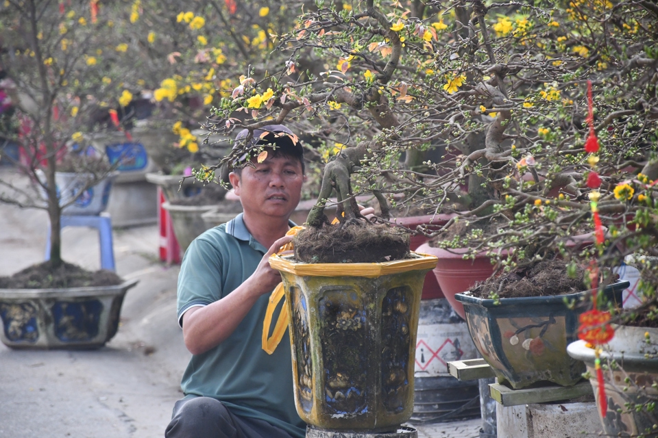 Năm nay, mai được b&agrave;y b&aacute;n kh&aacute; nhiều, chủ yếu từ c&aacute;c nh&agrave; vườn ở tỉnh B&igrave;nh Định.