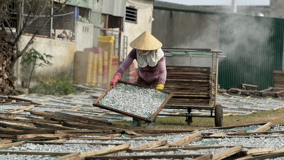 Người d&acirc;n phơi c&aacute; cơm.