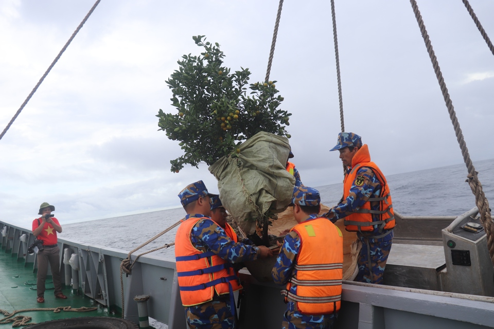 Những chậu quất được chằng, buộc cẩn thận để giữ nguy&ecirc;n vẹn được quả, l&aacute;, c&agrave;nh khi l&ecirc;n nh&agrave; gi&agrave;n