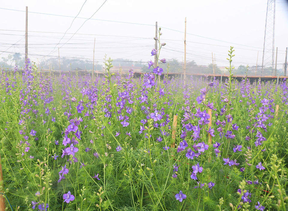 Sắc t&iacute;m của những ruộng hoa violet.