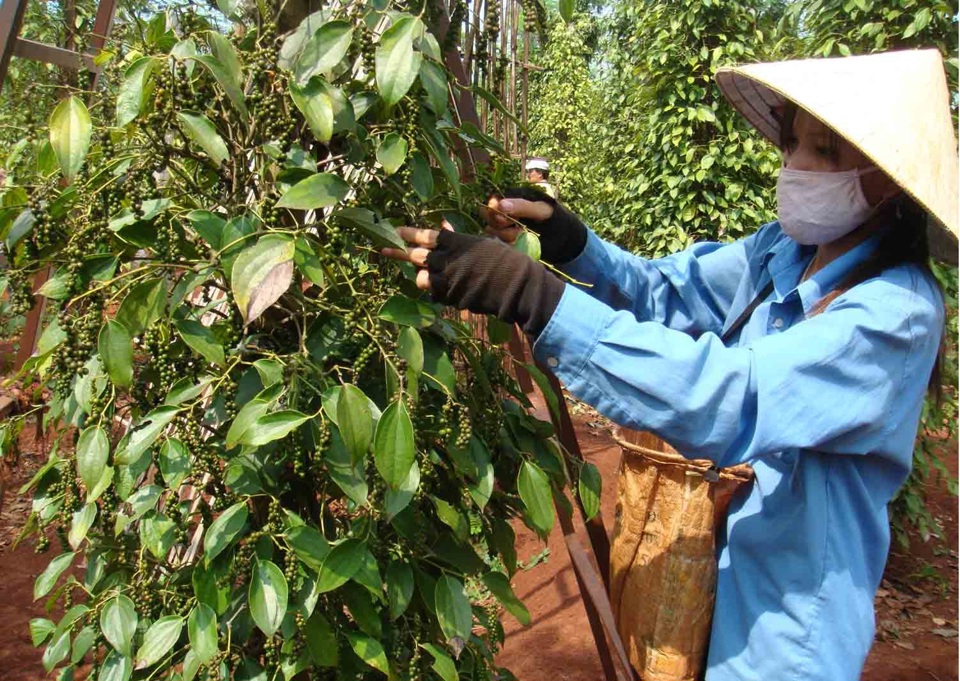 Gi&aacute; ti&ecirc;u h&ocirc;m nay 27/1/2025: tăng cao tuần gi&aacute;p Tết, T&acirc;y Nguy&ecirc;n th&ecirc;m đến 2.500 đồng/kg