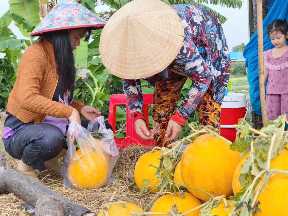 Người d&acirc;n Phước Long chuẩn bị đưa dư hấu l&ecirc;n xe để về c&aacute;c si&ecirc;u thị lớn phục vụ Tết 2025 (Ho&agrave;ng Nam)