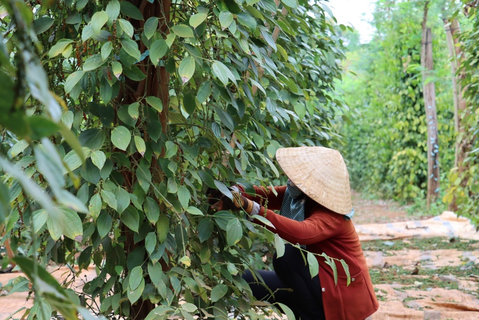 Gi&aacute; ti&ecirc;u h&ocirc;m nay 28/1/2025: 4 nguy&ecirc;n nh&acirc;n khiến xuất khẩu sang Trung Quốc giảm mạnh