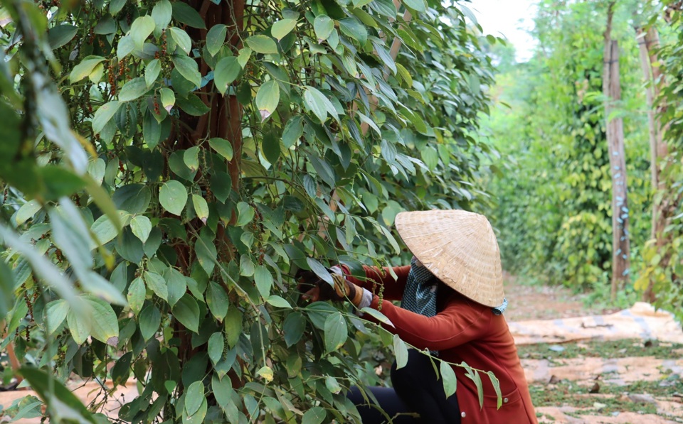 Gi&aacute; ti&ecirc;u h&ocirc;m nay 29/1/2025: chờ đợi gi&aacute; ti&ecirc;u tăng ngay sau nghỉ Tết Nguy&ecirc;n đ&aacute;n