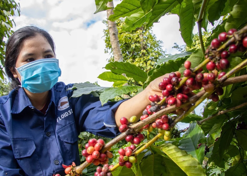 Gi&aacute; c&agrave; ph&ecirc; h&ocirc;m nay 1/2/2025: Arabica tiếp tục tăng giữa căng thẳng nguồn cung