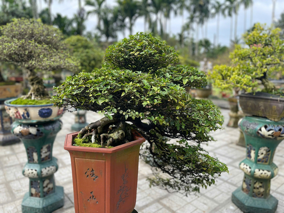 Nghĩa H&agrave;nh cũng c&oacute; thế mạnh ở nhiều loại c&acirc;y bonsai kh&aacute;c, gi&aacute; trị kinh tế cao.