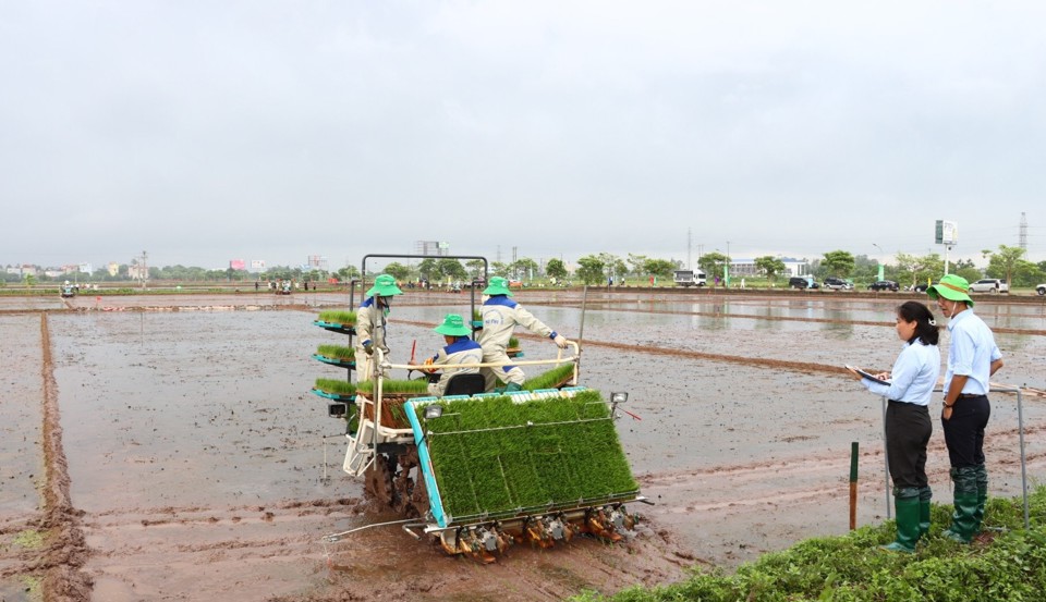 C&aacute;c đội thi thực h&agrave;nh cấy m&aacute;y tại thực địa trong hội thi &ldquo;Người vận h&agrave;nh m&aacute;y cấy giỏi vụ M&ugrave;a năm 2024&rdquo; . Ảnh: Thu Phượng