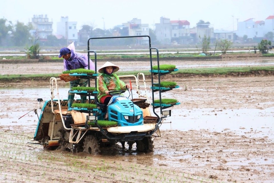 Huyện Ph&uacute; Xuy&ecirc;n tổ chức lễ xuống đồng đầu năm 2025.