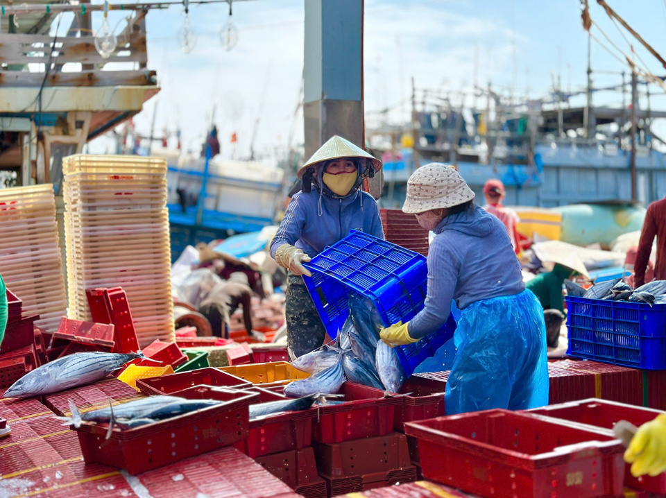 Nhiều t&agrave;u c&aacute; của ngư d&acirc;n Quảng Ng&atilde;i khai th&aacute;c xuy&ecirc;n Tết.