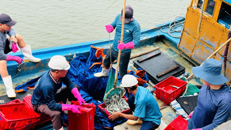 C&aacute;c t&agrave;u khai th&aacute;c gần bờ cũng tr&uacute;ng nhiều mẻ c&aacute; nục, c&aacute; cơm.