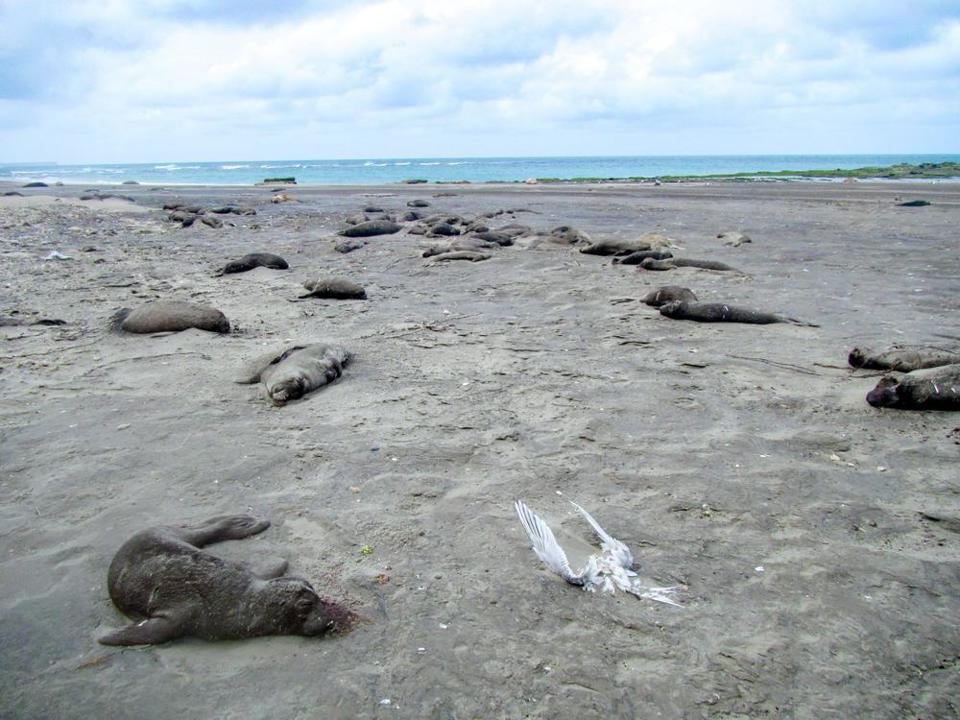 X&aacute;c hải cẩu chết h&agrave;ng loạt tr&ecirc;n bờ biển&nbsp;Punta Delgada (Argentina) th&aacute;ng 10/2023. Ảnh:&nbsp;Ralph Venstreets/Đại học California cơ sở Davis