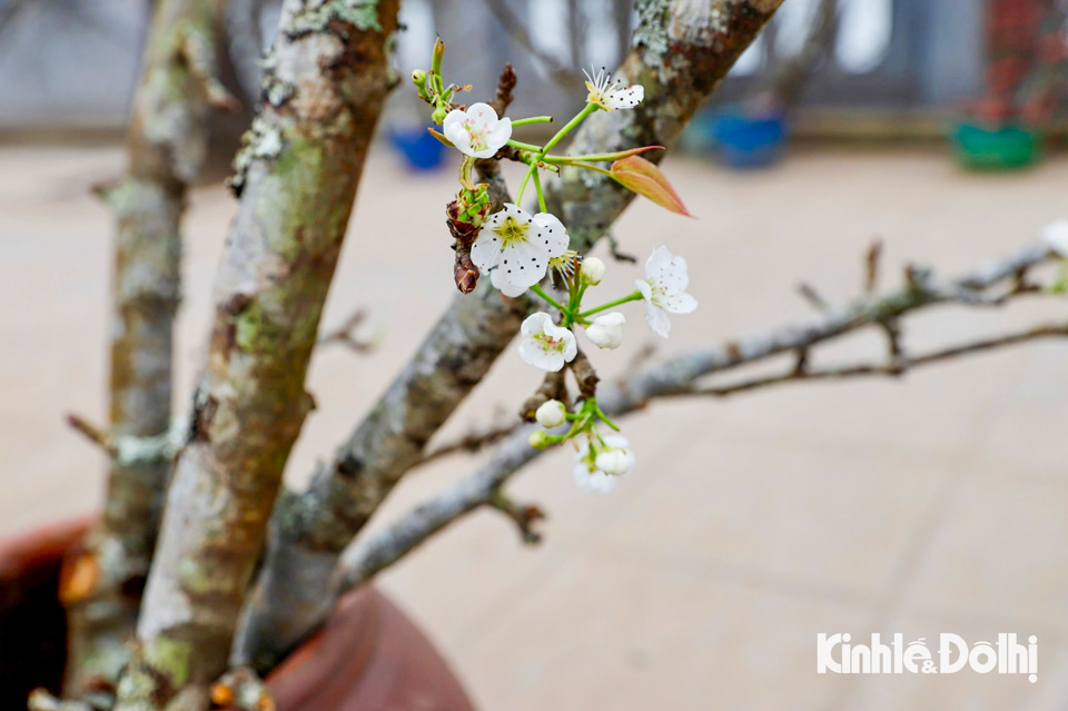 Lo&agrave;i hoa n&agrave;y kh&ocirc;ng chỉ đẹp m&agrave; c&ograve;n mang &yacute; nghĩa phong thủy đặc biệt, biểu trưng cho sự thanh khiết, b&igrave;nh y&ecirc;n v&agrave; ấm &aacute;p trong cuộc sống.