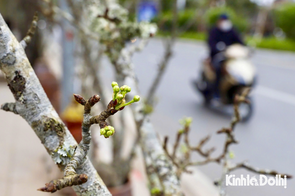 Với sắc trắng tinh khiết, hoa l&ecirc; mang đến một kh&ocirc;ng kh&iacute; kh&aacute;c lạ t&ocirc; điểm cho phố phường H&agrave; Nội sau Tết Nguy&ecirc;n đ&aacute;n.