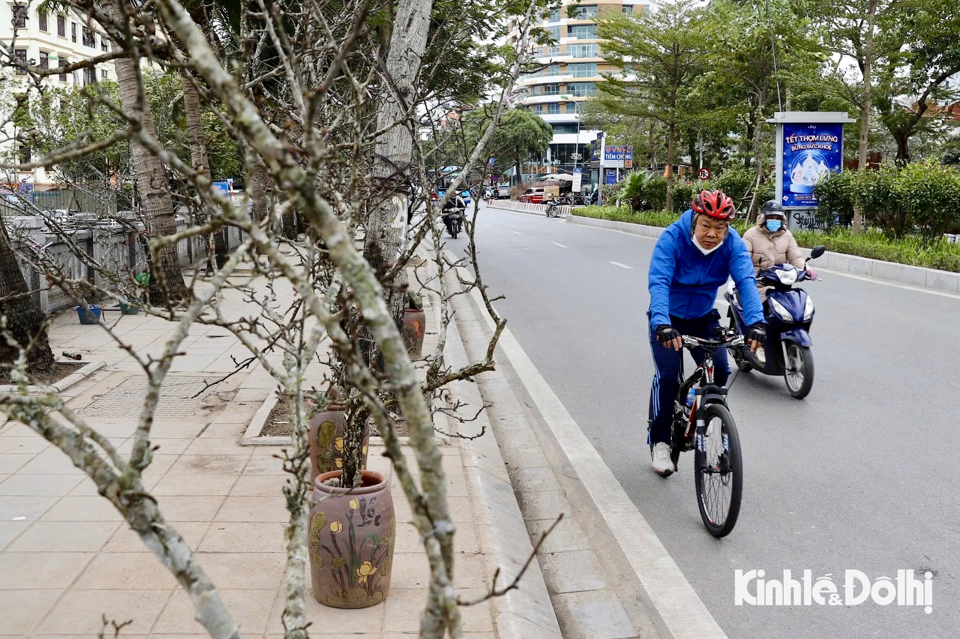 Sau Tết Nguy&ecirc;n đ&aacute;n, những gốc l&ecirc; rừng to, x&ugrave; x&igrave;&hellip; đồng loạt xuống phố ở H&agrave; Nội l&agrave; h&igrave;nh ảnh quen thuộc mỗi dịp đầu năm mới.