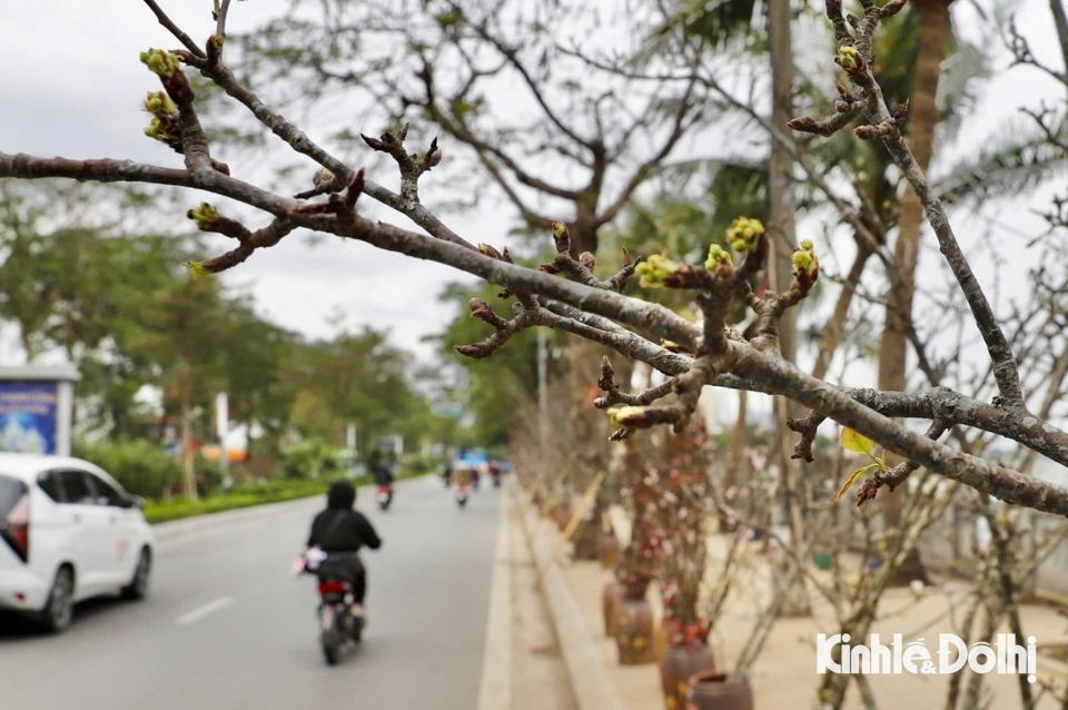 Hoa l&ecirc; rừng được trồng nhiều ở c&aacute;c tỉnh miền n&uacute;i ph&iacute;a T&acirc;y bắc như: Lai Ch&acirc;u, L&agrave;o Cai, Sơn La&hellip;