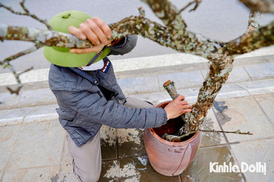 Theo một tiểu thương b&aacute;n hoa l&ecirc; rừng: "Năm nay c&agrave;nh hoa l&ecirc; rừng kh&ocirc;ng đa dạng, c&aacute;c thế c&acirc;y kh&ocirc;ng được đẹp v&agrave; lượng kh&aacute;ch mua giảm n&ecirc;n t&ocirc;i nhập &iacute;t để b&aacute;n hơn so với năm ngo&aacute;i. C&aacute;c thế c&acirc;y to, x&ugrave; x&igrave; nhập v&agrave;o gi&aacute; cao th&igrave; b&aacute;n sợ ế kh&ocirc;ng nhiều kh&aacute;ch mua".