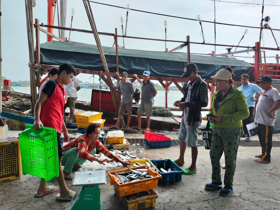 Ngo&agrave;i mực, c&aacute;c loại hải sản kh&aacute;c đều tr&uacute;ng m&ugrave;a được gi&aacute; sau chuyến ra khơi về bến đầu năm (Ho&agrave;ng Nam)&nbsp;