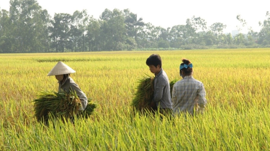 Gi&aacute; l&uacute;a gạo h&ocirc;m nay 10/2: gi&aacute; gạo xuất khẩu &ldquo;chạm đ&aacute;y&rdquo;. Ảnh minh họa.