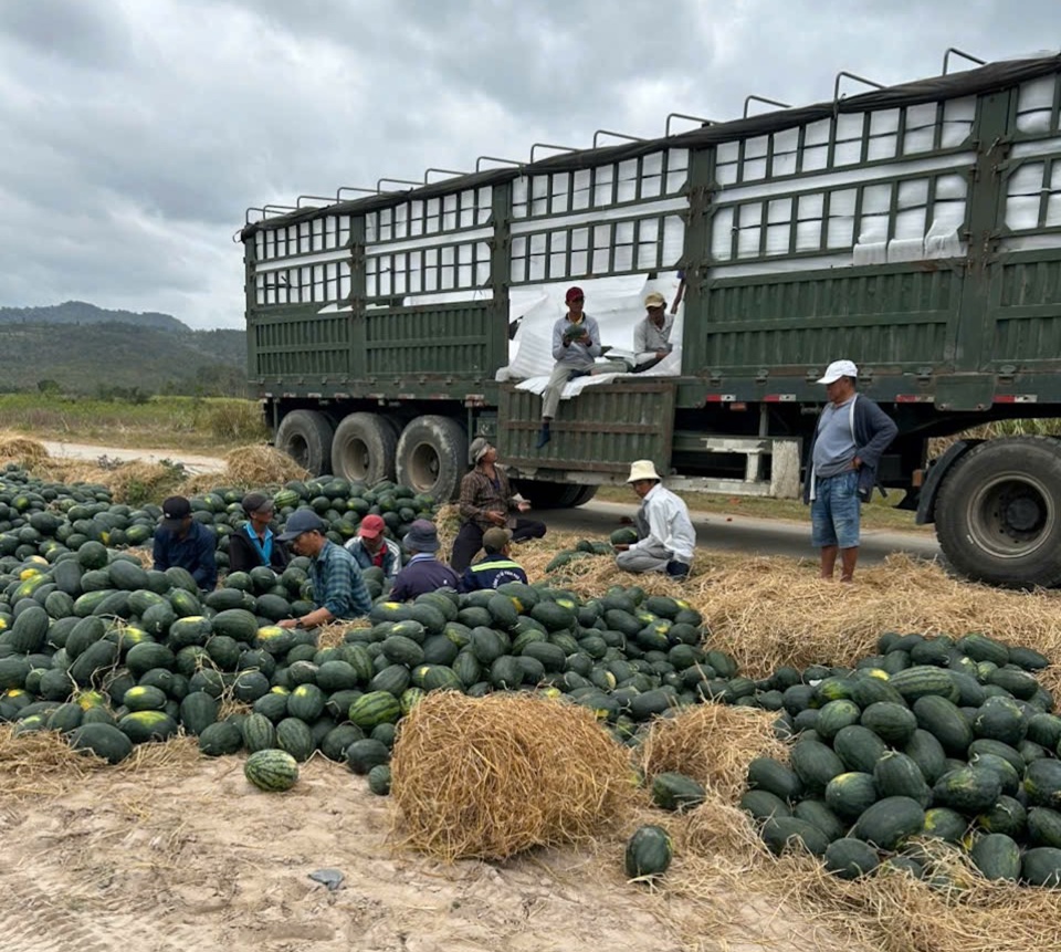 Dưa hấu sau Tết tr&aacute;i nhỏ, kh&ocirc;ng ngọt l&agrave; nguy&ecirc;n nh&acirc;n kh&ocirc;ng xuất khẩu được bị &eacute;p gi&aacute;.