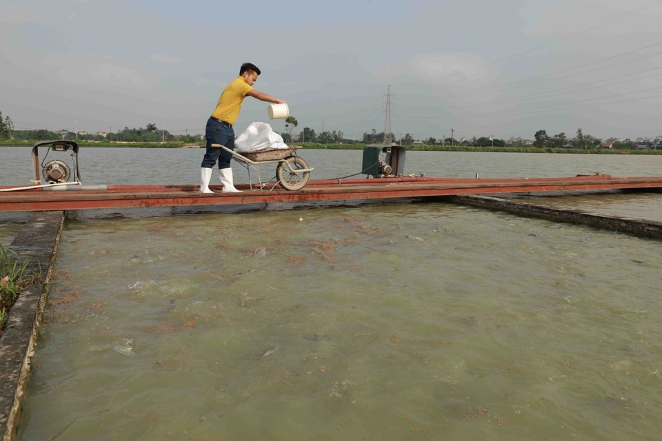 M&ocirc; h&igrave;nh nu&ocirc;i trồng thuỷ sản của Hợp t&aacute;c x&atilde; Thuỷ sản c&ocirc;ng nghệ cao Đại &Aacute;ng (huyện Thanh Tr&igrave;). Ảnh: L&acirc;m Nguyễn