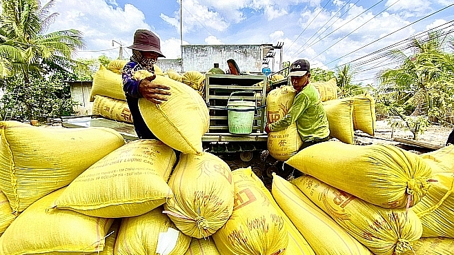 Gi&aacute; l&uacute;a gạo h&ocirc;m nay 11/2: gi&aacute; gạo bật tăng. Ảnh minh họa.