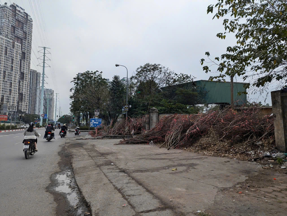 C&agrave;nh đ&agrave;o bị vứt bỏ v&ocirc; tội vạ ven đường Tố Hữu, địa phận quận H&agrave; Đ&ocirc;ng. Ảnh: Nguyễn Qu&yacute;