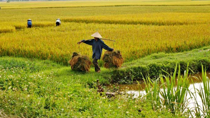 Gi&aacute; l&uacute;a gạo h&ocirc;m nay 12/2: l&uacute;a tươi tăng nhẹ. Ảnh minh họa.