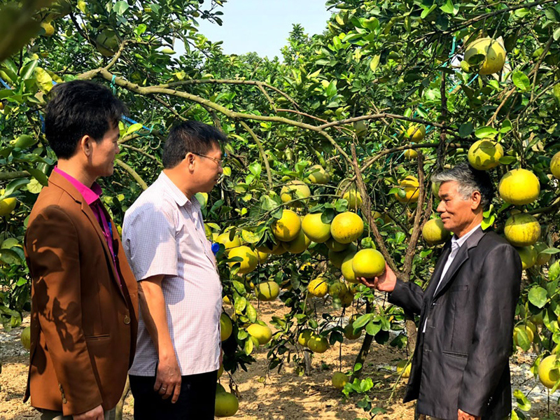 Sản phẩm bưởi sạch S&oacute;c Sơn được người ti&ecirc;u d&ugrave;ng Thủ đ&ocirc; ưa chuộng. Ảnh: L&acirc;m Nguyễn