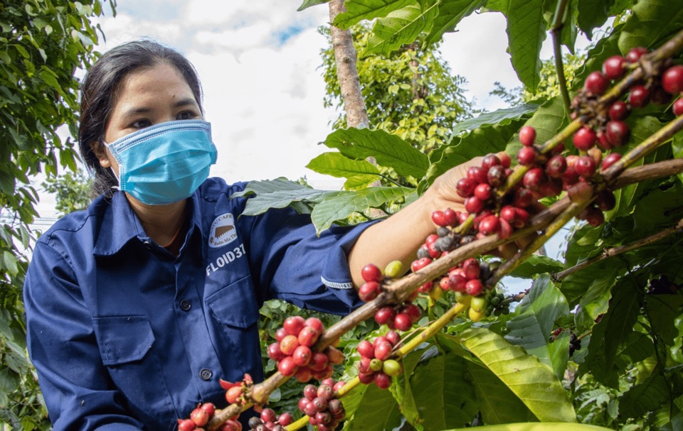 Gi&aacute; c&agrave; ph&ecirc; h&ocirc;m nay 13/2/2025: 2 s&agrave;n tiếp tục tăng, Arabica chưa c&oacute; điểm dừng