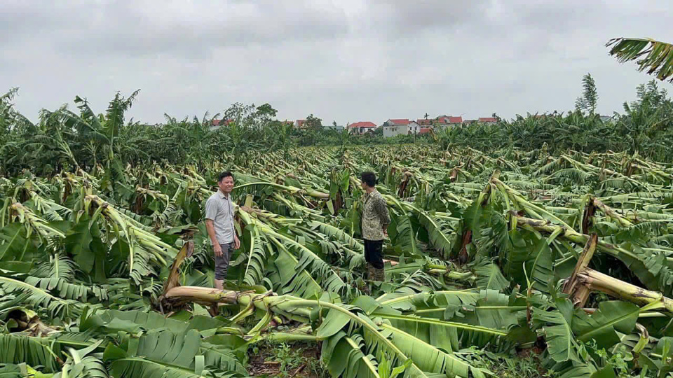 Thiệt hại do b&atilde;o Yagi g&acirc;y ra cho kh&aacute;ch h&agrave;ng vay vốn tại NHCSXH huyện Ba V&igrave;.