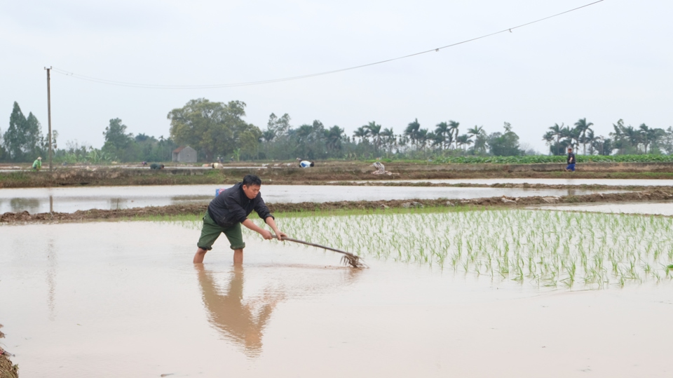 N&ocirc;ng d&acirc;n H&agrave; Nội t&iacute;ch cực chăm s&oacute;c l&uacute;a vụ Xu&acirc;n.