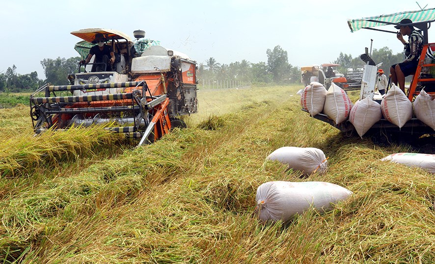 Thu hoạch l&uacute;a tại Đồng bằng s&ocirc;ng Cửu Long. Ảnh minh hoạ