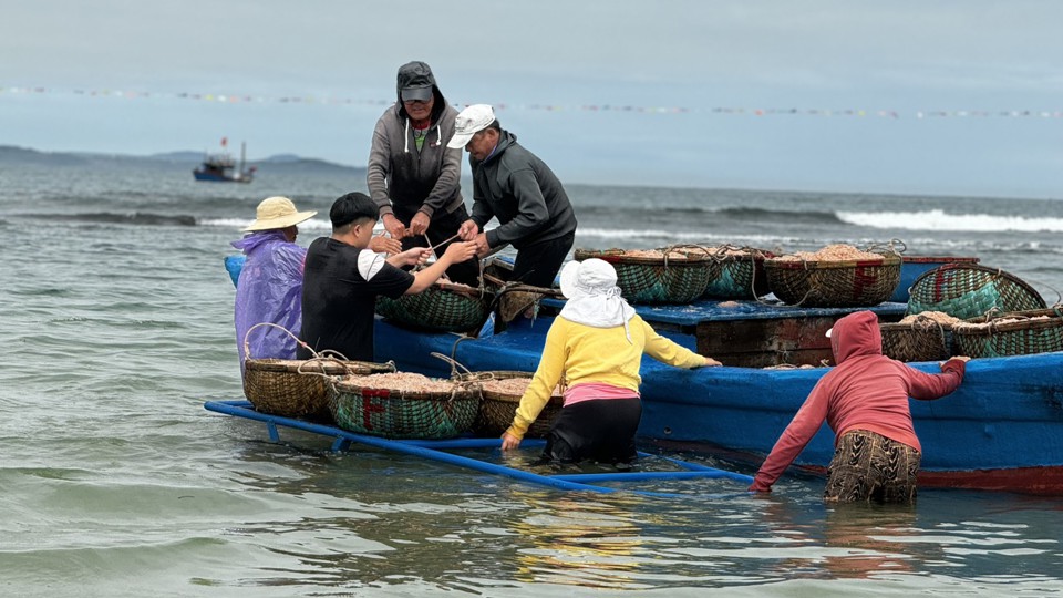 Ngư d&acirc;n bắt đầu ra khơi từ 3 - 4 giờ s&aacute;ng v&agrave; trở về v&agrave;o trưa c&ugrave;ng ng&agrave;y.