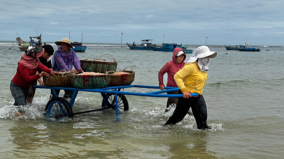 Trung b&igrave;nh mỗi chuyến đi c&oacute; thể thu hoạch được 4 - 5 tạ ruốc.