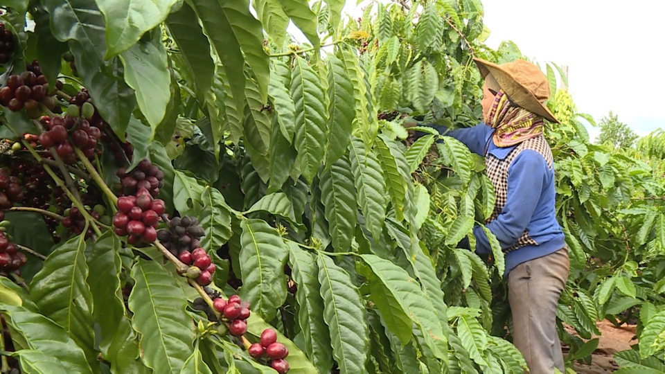 Gi&aacute; c&agrave; ph&ecirc; h&ocirc;m nay 18/2/2025: t&igrave;nh cảnh b&aacute;n h&agrave;ng tr&aacute;i ngược của Robusta v&agrave; Arabica