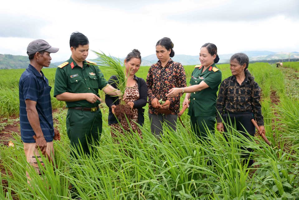 C&aacute;n bộ Binh đo&agrave;n 15 hướng dẫn b&agrave; con trồng l&uacute;a xen canh.